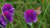 Boloria sp.